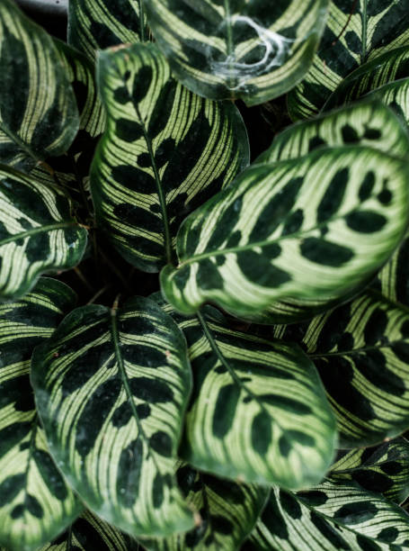 istock Closeup image of leaves 888546374