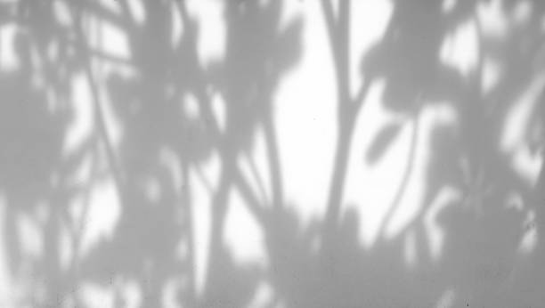 istock shadow of the leaves 888546386