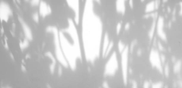 istock shadow of the leaves 888546392