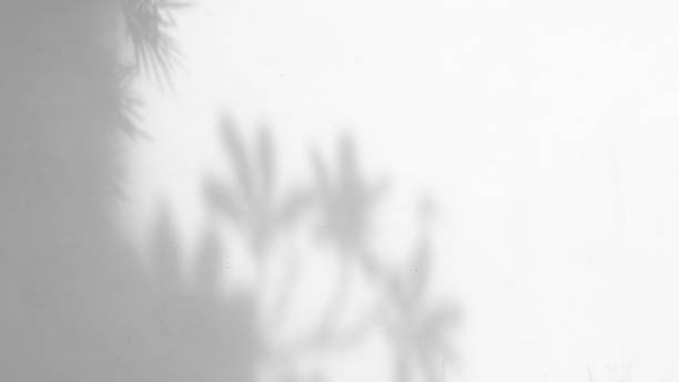 istock shadow of the leaves 888546432