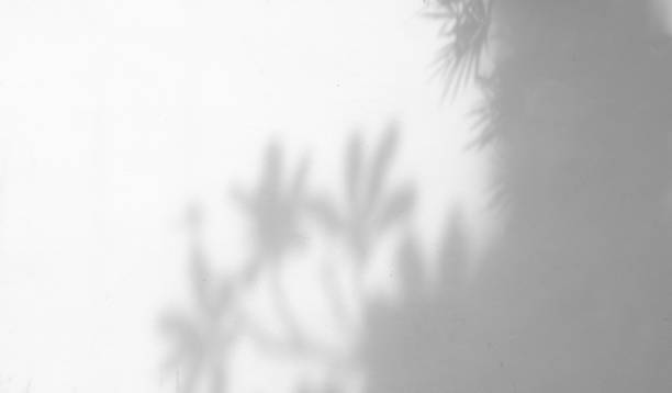 istock shadow of the leaves 888546434