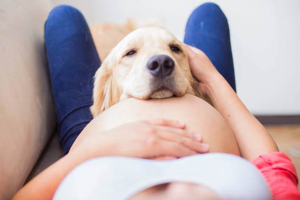 beauté femme grossesse à la maison - joy golden retriever retriever dog photos et images de collection