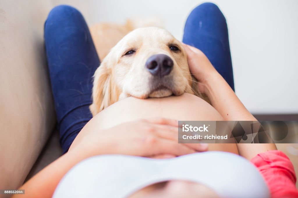 Beauty pregnancy woman at the house Pregnant Stock Photo
