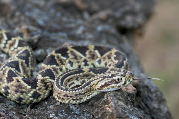 istock Juvenile Neotropical Rattlesnake (Crotalus simus simus) sticking tongue out.. 888556888
