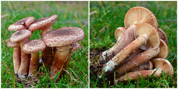 istock armillaria ostoyae mushroom 888571440
