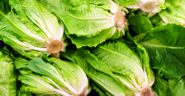 hortalizas orgánicas. verduras frescas. lechuga para hacer una ensalada. concepto de comida." n - romaine fotografías e imágenes de stock