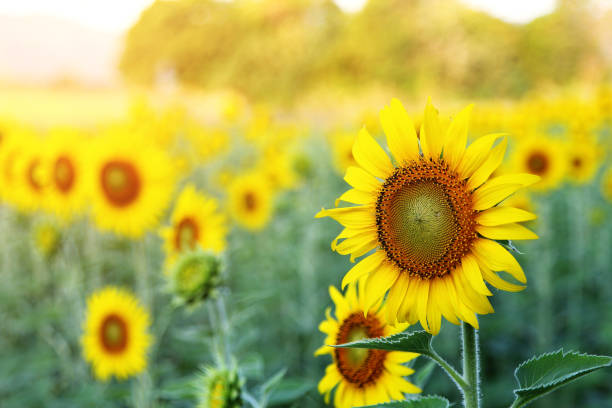 istock Abstract background of sunflower among sunlight 888582060