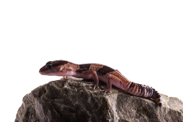 istock African Fat-Tailed Gecko on rock isolated white background 888585044