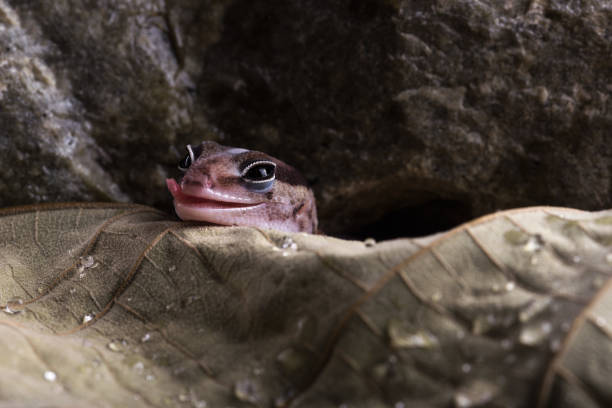 istock Smiling African Fat-Tailed Gecko on dry leaf 888585058