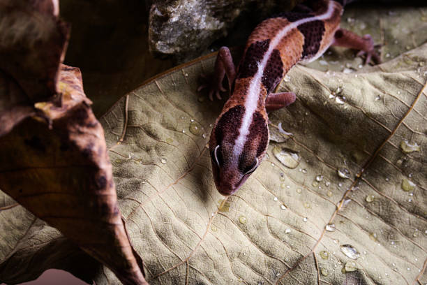African Fat-Tailed Gecko on dry leaf stock photo