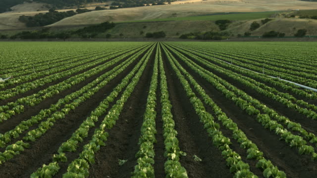 A green row of fresh crops grow on an agricultural farm field in the Salinas Valley, California USA