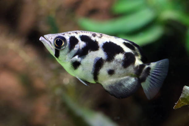 toxotes jaculator. archerfish closeup im wasser - sägeracke stock-fotos und bilder