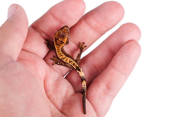 istock Newborn crested gecko on hand isolated white background 888587406