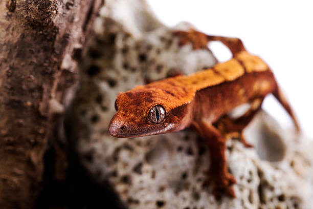 istock Newborn crested gecko on rock isolated white background 888587454