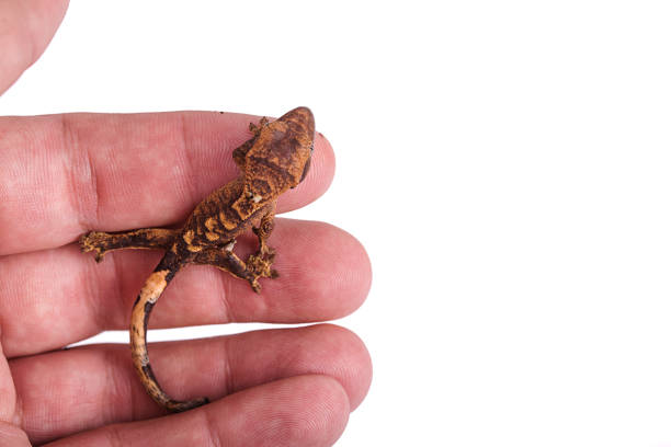 istock Newborn crested gecko on hand isolated white background 888587464