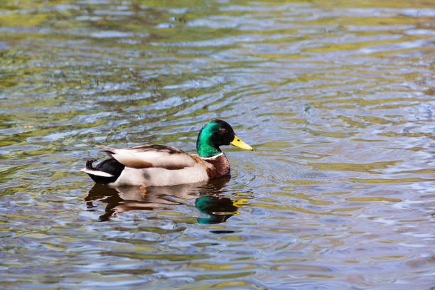 istock Portrait of a duck 888587924