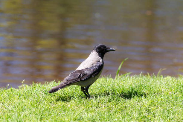 istock portrait of crow 888587932