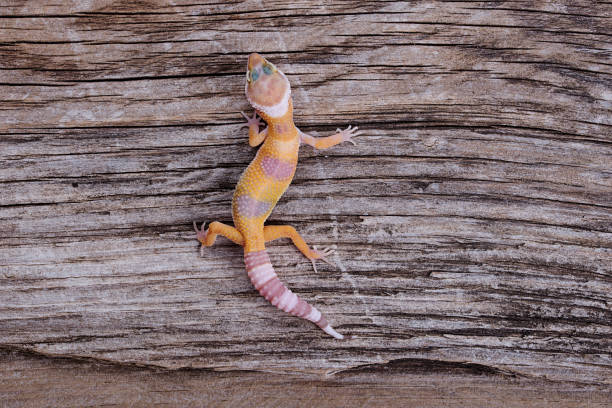 istock Leopard Gecko on natural wood background 888587978