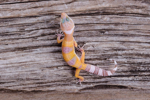 istock Leopard Gecko on natural wood background 888587980