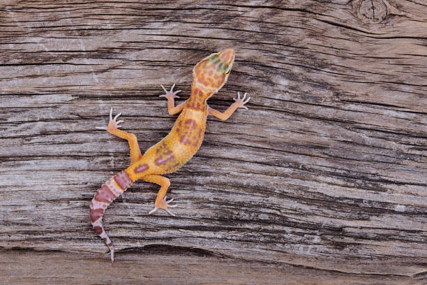 istock Leopard Gecko on natural wood background 888587984