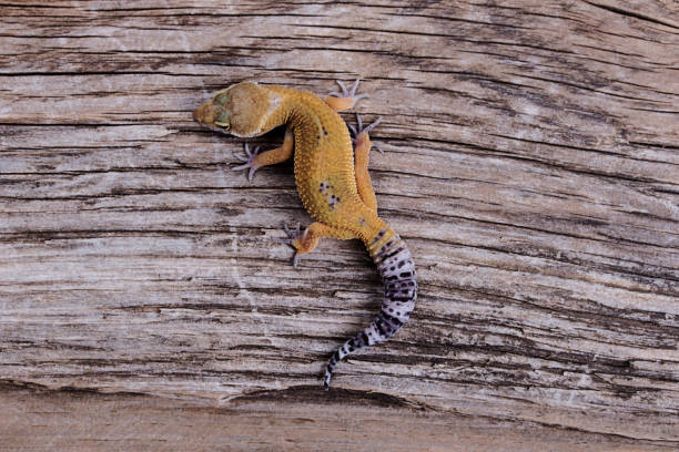 istock Leopard Gecko on natural wood background 888587986