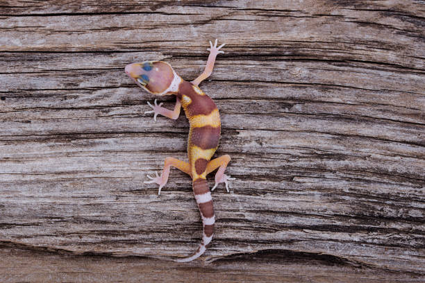 istock Leopard Gecko on natural wood background 888587988