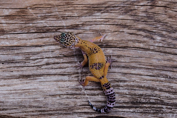 istock Leopard Gecko on natural wood background 888587990