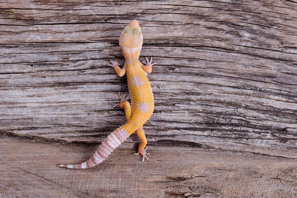 Leopard Gecko on natural wood background