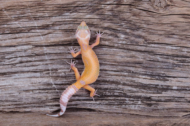 istock Leopard Gecko on natural wood background 888587994