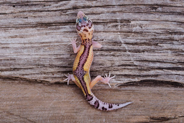 istock Leopard Gecko on natural wood background 888588002