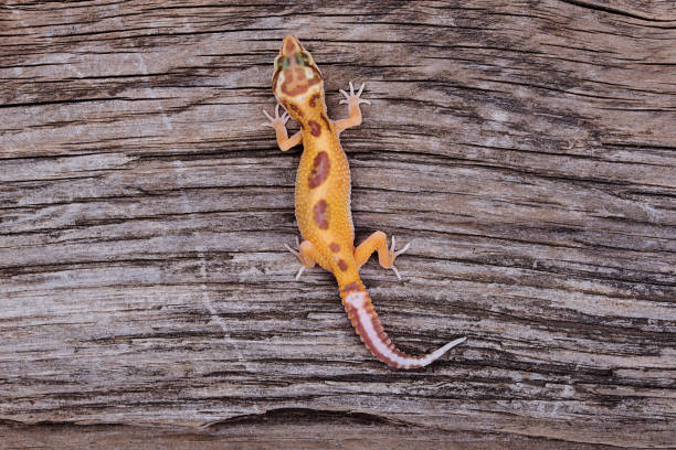 istock Leopard Gecko on natural wood background 888588006