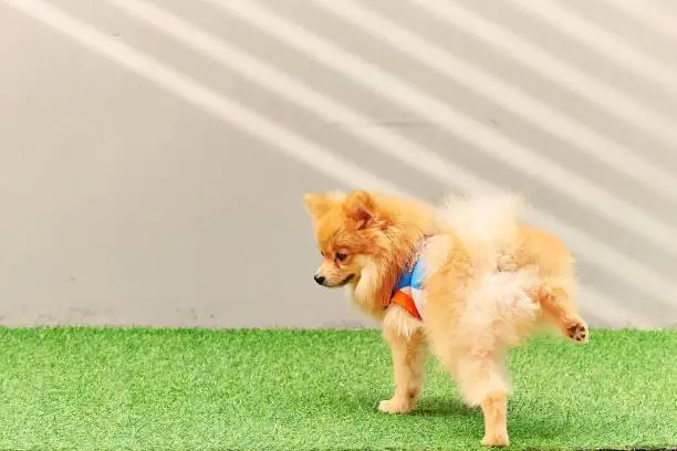 Photo of Cute small Pomeranian dog peeing in the park