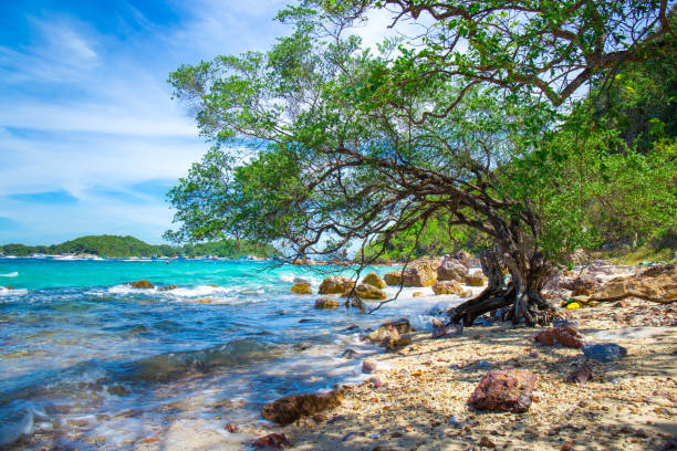 istock Beautiful rocky beach with tree by the sea. 888595318