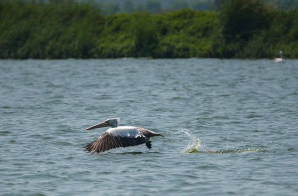 istock pelicans flying over the water lake 888606554