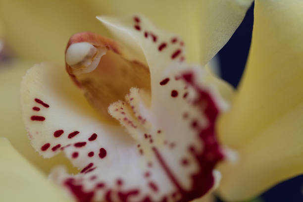 yellow orchids with red details - 12011 imagens e fotografias de stock