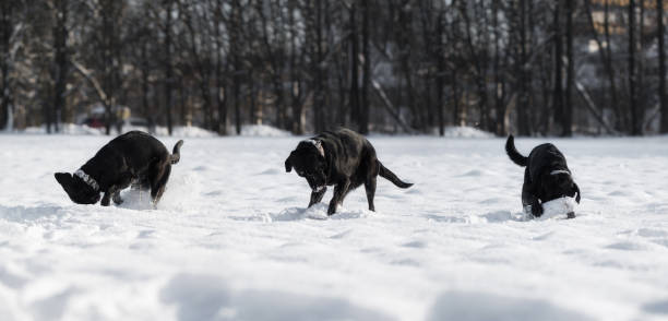 Black Labrador Retriever is playing in the snow stock photo