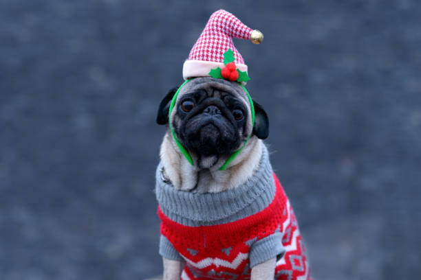 istock Cute dog wearing Santa hat while looking at camera 888629838