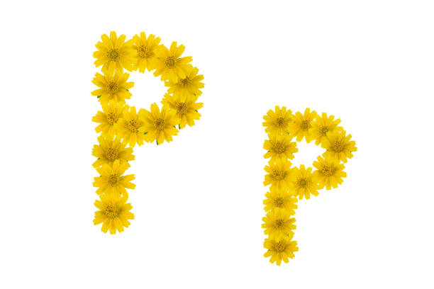 istock Letter P, alphabet made from yellow Wedelia flowers 888652916
