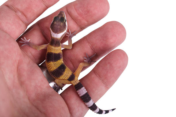 istock Hatchling leopard gecko in egg on hand isolated white background 888660358