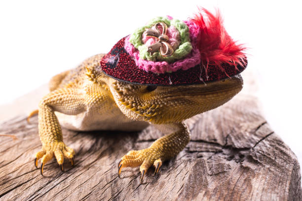 istock Bearded Dragon with hat isolated white background 888660386