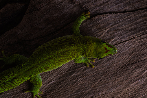 Madagascar Day Gecko in darkness