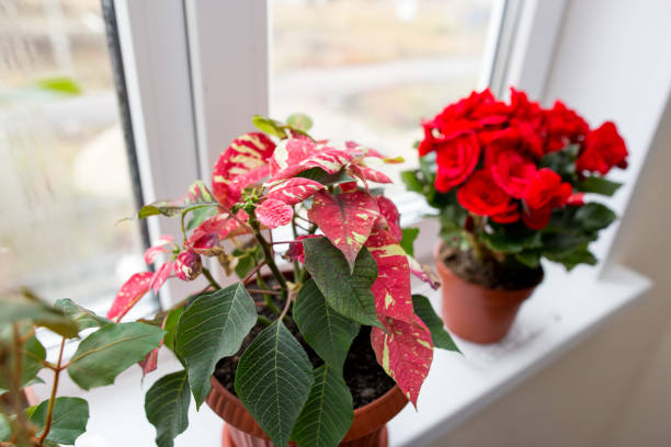 istock Flower in a pot on the window 888661554