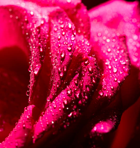 istock Water drops on a red rose as a background 888666108