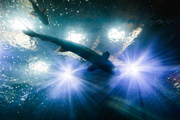 istock Sturgeon in Shadows of Aquarium Lights 888671650