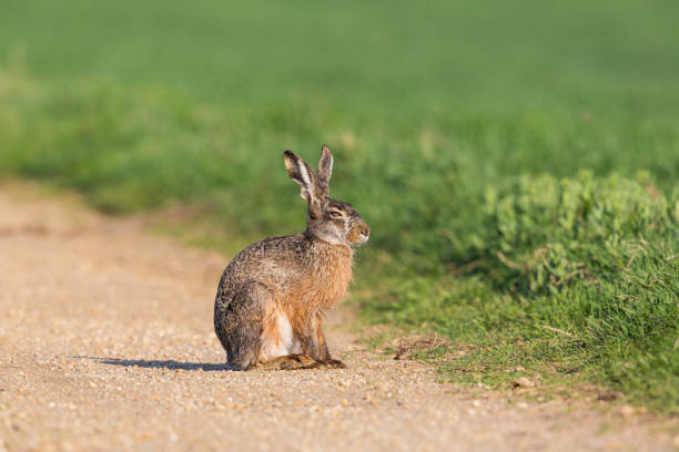 istock portrait european brown hare jackrabbit (lepus europaeus) sitting on trail 888674912