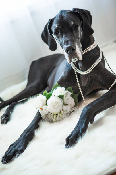 istock Big dog laying on fur rug 888678664