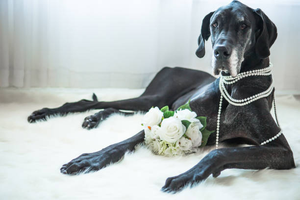 istock Big dog laying on fur rug 888681010