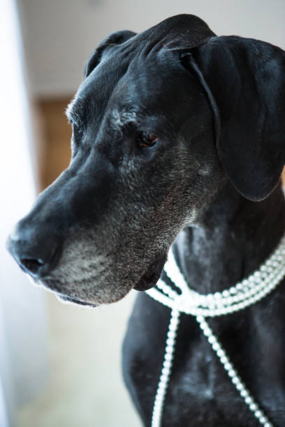 istock Big black dog closeup 888681168