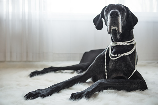 Big dog laying on fur rug