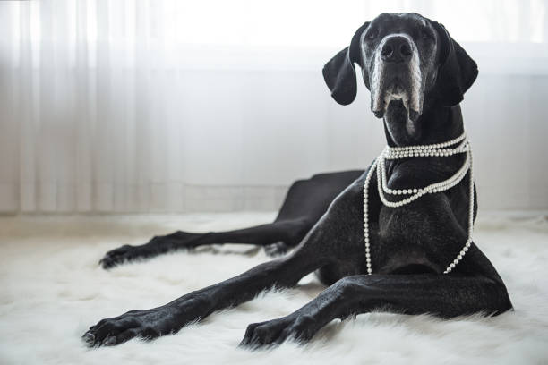 Big dog laying on fur rug Great dane wearing pearls female animal photos stock pictures, royalty-free photos & images